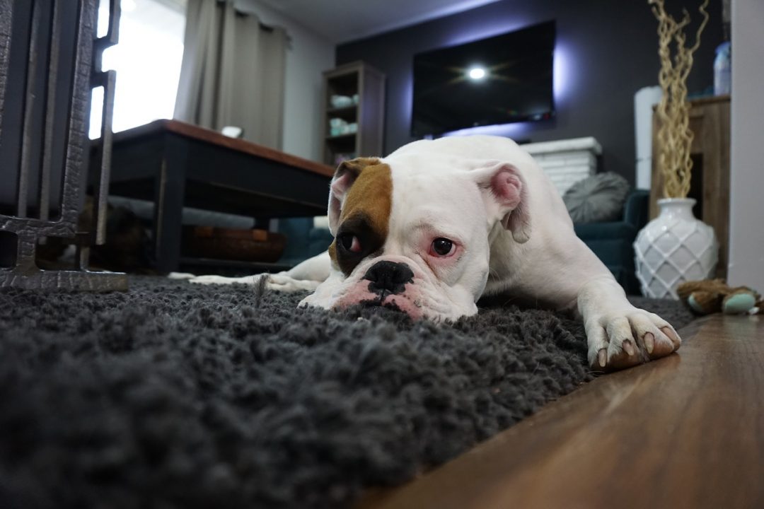 Why Does Carpet Smell Worse After Cleaning at Donald McGraw blog
